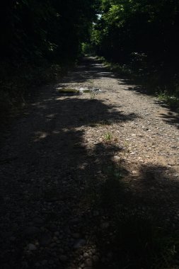 Güneşli bir günde bir korulukta toprak yol