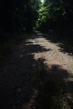 Güneşli bir günde bir korulukta toprak yol