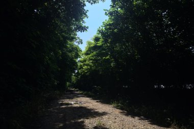 Güneşli bir günde bir korulukta toprak yol