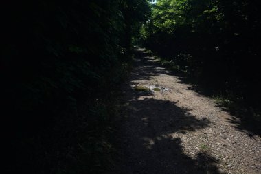 Güneşli bir günde bir korulukta toprak yol