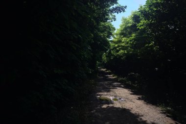 Güneşli bir günde bir korulukta toprak yol