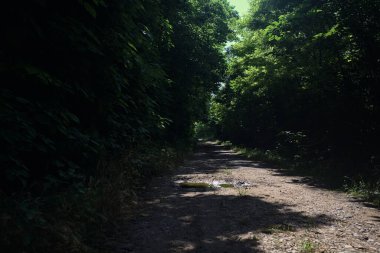 Güneşli bir günde bir korulukta toprak yol