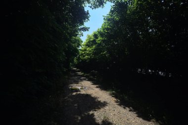 Güneşli bir günde bir korulukta toprak yol