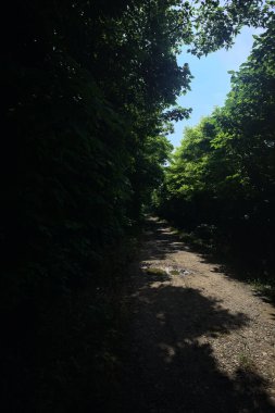 Güneşli bir günde bir korulukta toprak yol