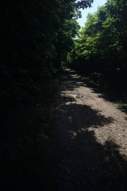 Güneşli bir günde bir korulukta toprak yol