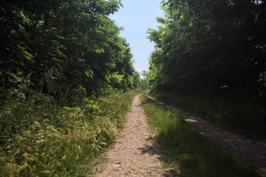 Güneşli bir günde korulukta yol