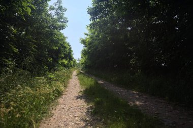 Güneşli bir günde korulukta yol
