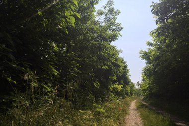 Güneşli bir günde korulukta yol