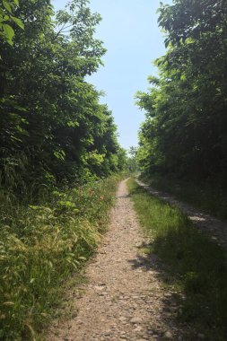 Güneşli bir günde korulukta yol