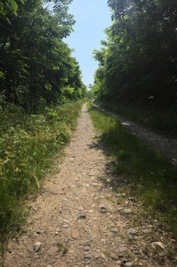 Güneşli bir günde korulukta yol