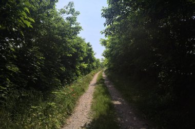 Güneşli bir günde korulukta yol