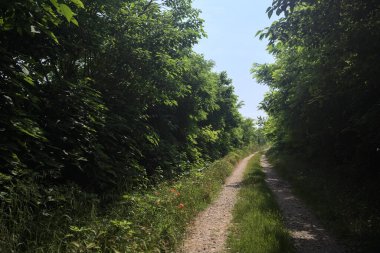 Güneşli bir günde korulukta yol