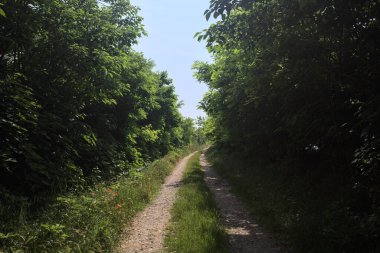 Güneşli bir günde korulukta yol