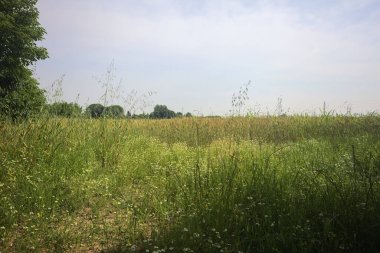 Ağaçlarla çevrili buğday tarlası