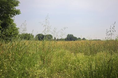 Ağaçlarla çevrili buğday tarlası