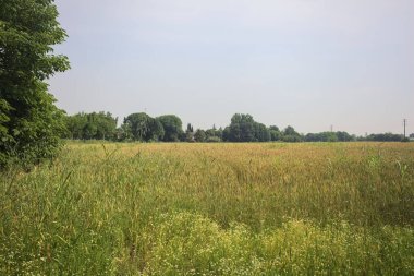 Ağaçlarla çevrili buğday tarlası
