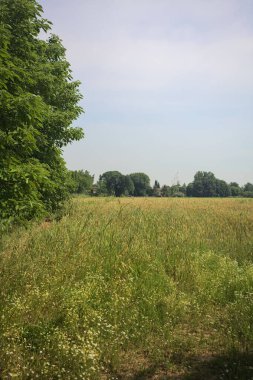 Ağaçlarla çevrili buğday tarlası