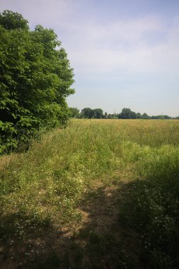 Ağaçlarla çevrili buğday tarlası