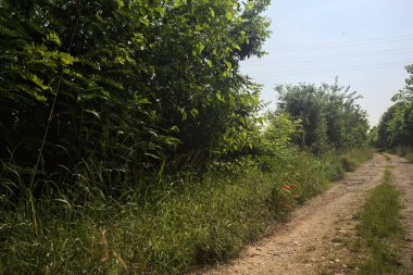 İtalya kırsalında güneşli bir günde yol