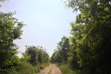 İtalya kırsalında güneşli bir günde yol