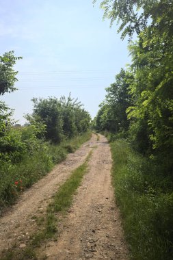 İtalya kırsalında güneşli bir günde yol