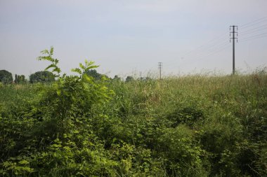 Ağaçlarla çevrili buğday tarlası