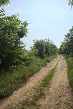 İtalya kırsalında güneşli bir günde yol
