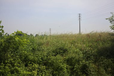 Ağaçlarla çevrili buğday tarlası