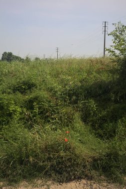 Ağaçlarla çevrili buğday tarlası