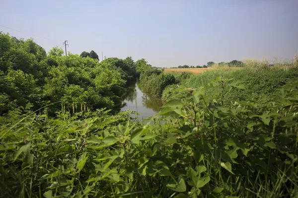 Güneşli bir günde, ağaçların ortasında bir dere.
