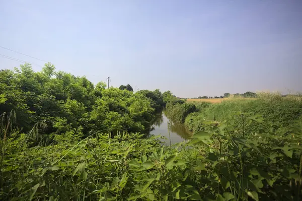 Güneşli bir günde, ağaçların ortasında bir dere.