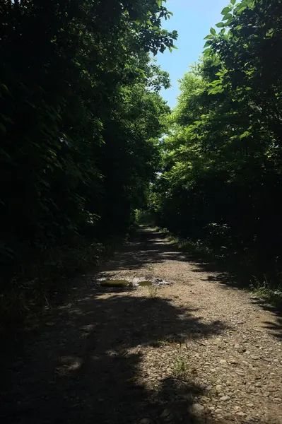 Güneşli bir günde bir korulukta toprak yol