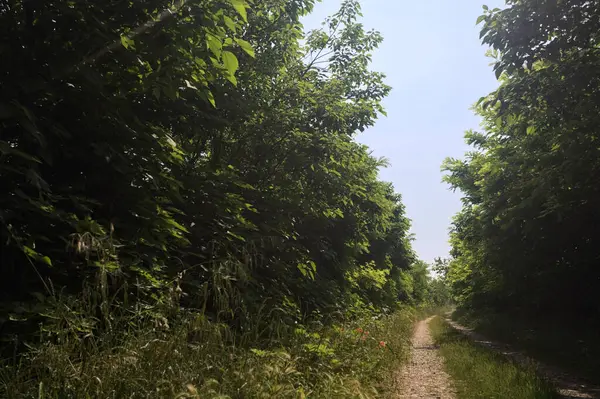 Güneşli bir günde korulukta yol
