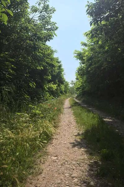 Güneşli bir günde korulukta yol