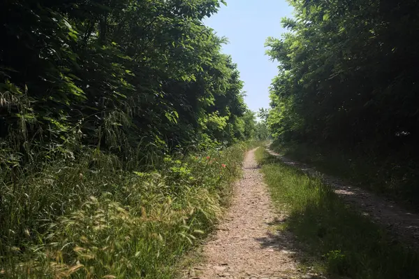 Güneşli bir günde korulukta yol