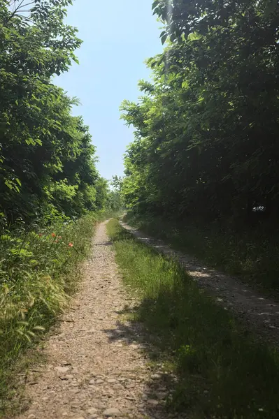 Güneşli bir günde korulukta yol