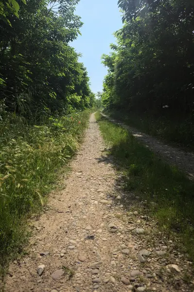 Güneşli bir günde korulukta yol