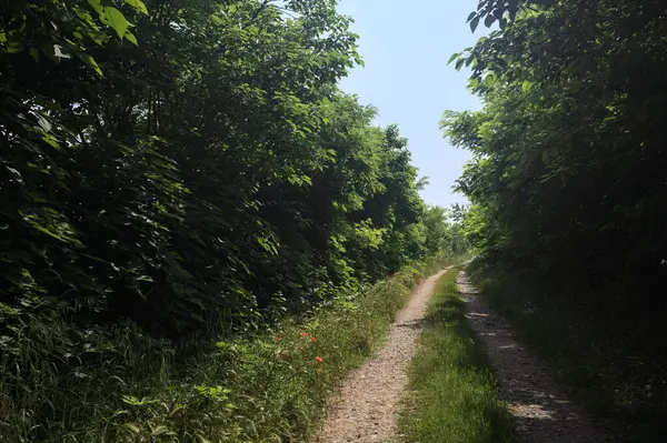 Güneşli bir günde korulukta yol