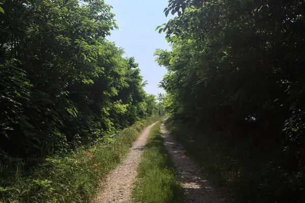 Güneşli bir günde korulukta yol