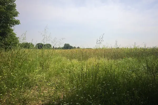 Ağaçlarla çevrili buğday tarlası