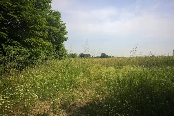 Ağaçlarla çevrili buğday tarlası