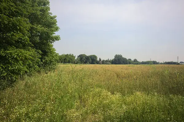 Ağaçlarla çevrili buğday tarlası