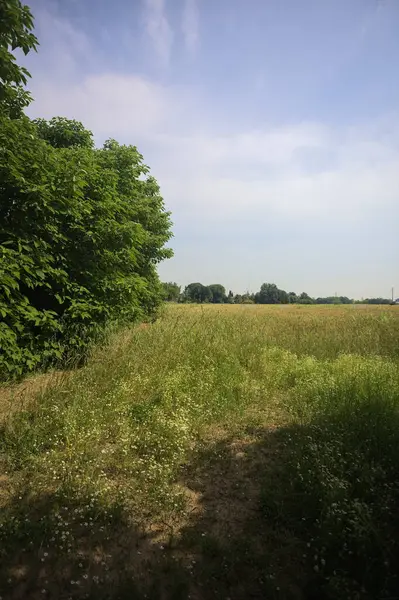 Ağaçlarla çevrili buğday tarlası