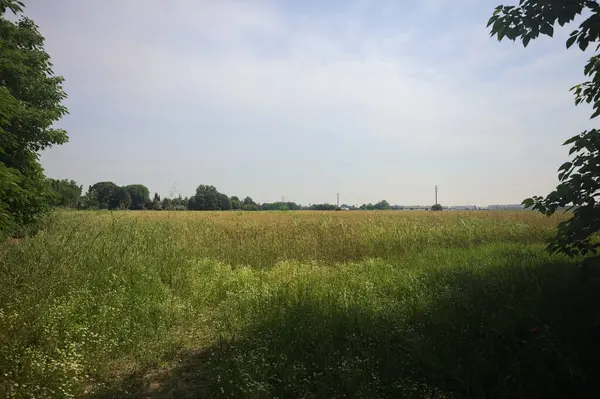 Ağaçlarla çevrili buğday tarlası