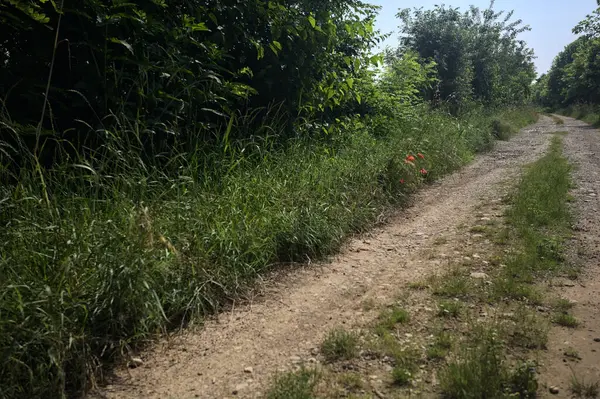 İtalya kırsalında güneşli bir günde yol
