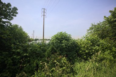 Güneşli bir günde tarlada elektrik hattı