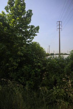 Güneşli bir günde tarlada elektrik hattı