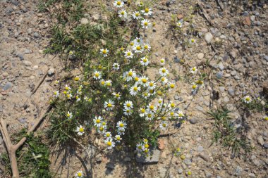 Bir patikada papatyalar