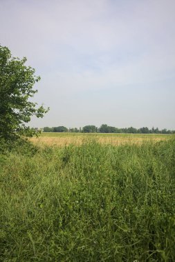 Ağaçlarla çevrili buğday tarlası