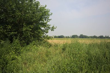 Ağaçlarla çevrili buğday tarlası